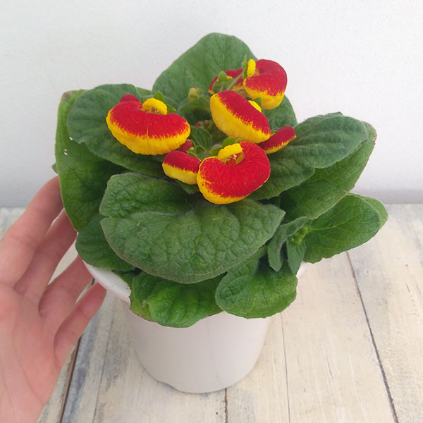 カルセオラリア ディンティー 赤黄4号鉢植え