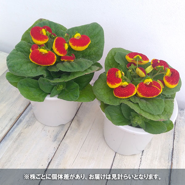 カルセオラリア ディンティー 赤黄4号鉢植え