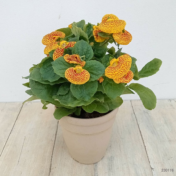 カルセオラリア ディンティー 黄色4号鉢植え