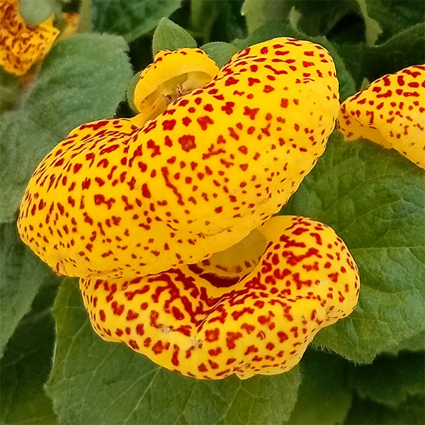 カルセオラリア ディンティー 黄色4号鉢植え
