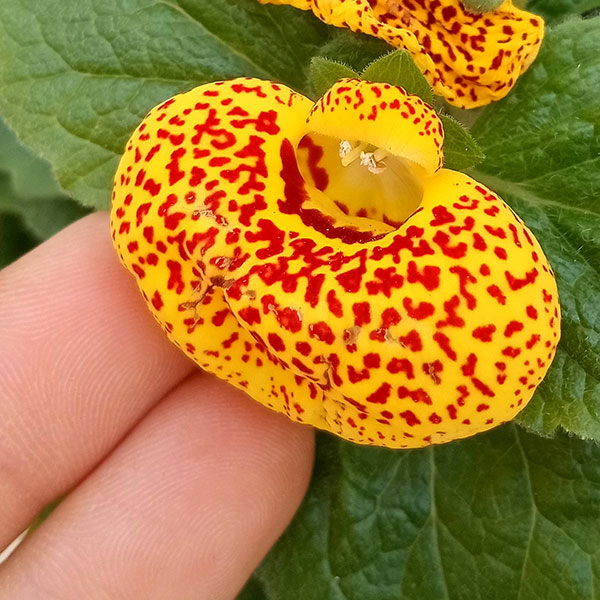 カルセオラリア ディンティー 黄色4号鉢植え