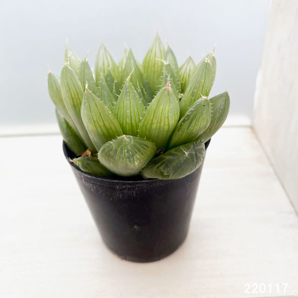 ハオルチア 7種セット　　多肉植物 多肉植物 ハオルチア 7種類セット 2/18更新 : ハニーミント
