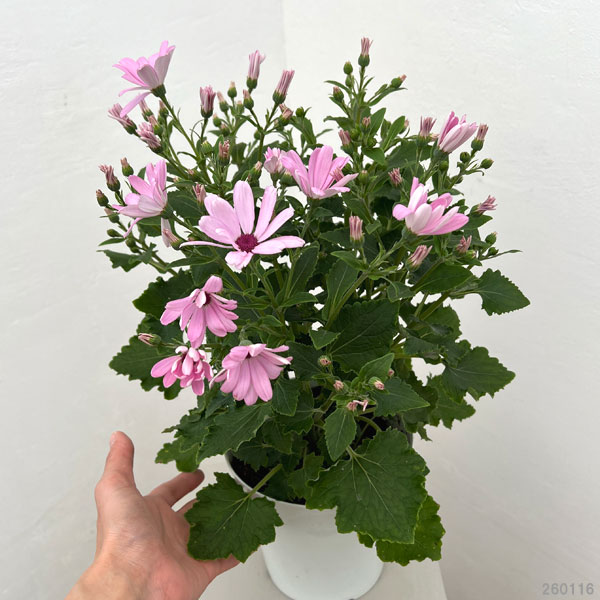 サイネリア桂華(R)（けいか）：ライトピンク系5号鉢植え