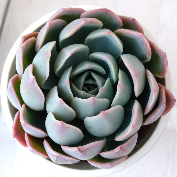 レア 多肉植物 ハートエンジェル ポット苗 （レアエケベリア  