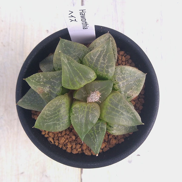 園芸ネット本店｜ハオルチア：ヘイズ（No.19） 2.5号 の通販【公式】