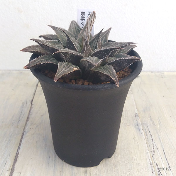 マキさんご確認用 ハオルチア 多肉植物・サボテン販売～PICO庵～ / ハオルチア属