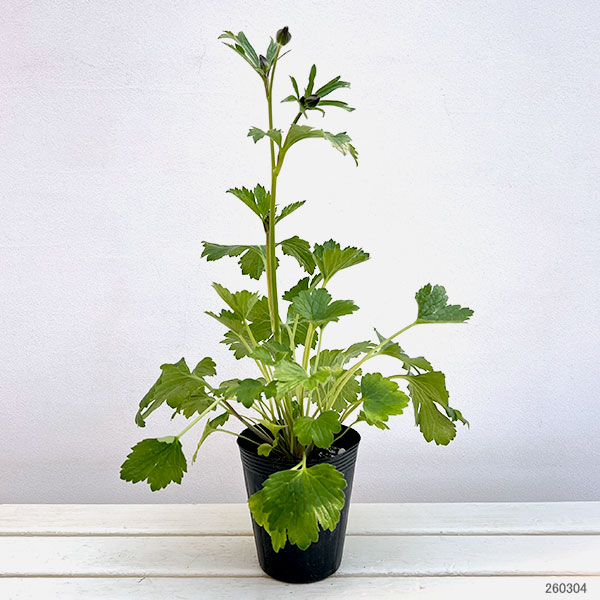 ラナンキュラス：ラックス　メリッサ3.5-4号ポット