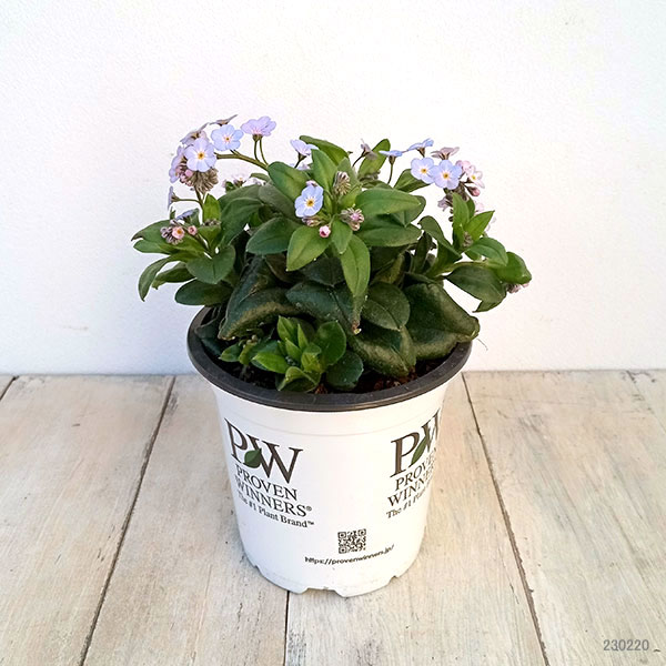 ミオソティス：ミオマルク4号ポット