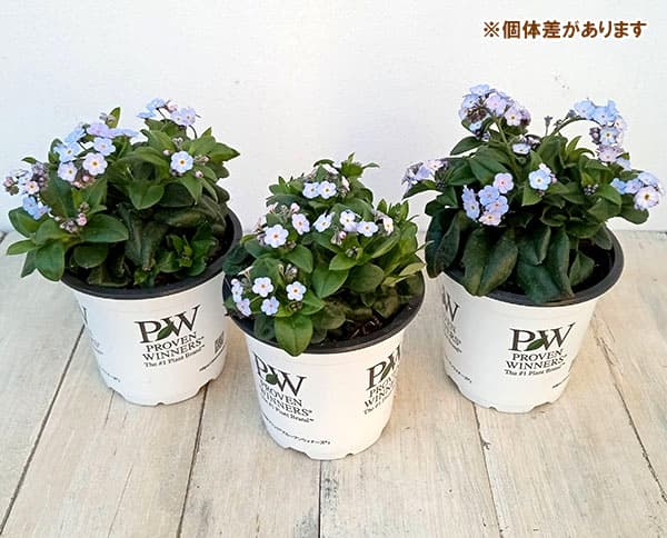 ミオソティス：ミオマルク4号ポット