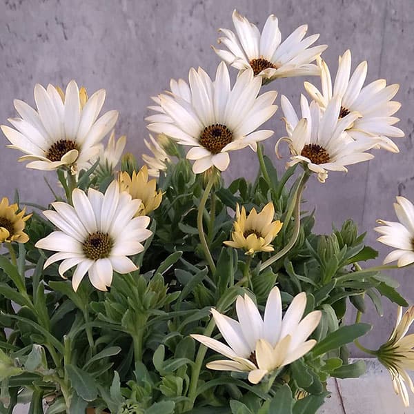 ディモルフォセカ：パステリーナ（ホワイト系）3.5号ポット