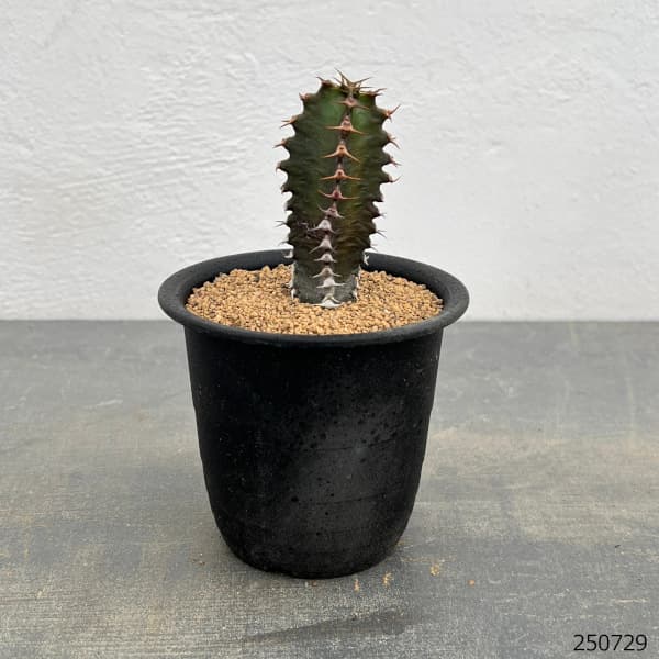 ユーフォルビア:カナリエンシス スミキリン 3号鉢植え