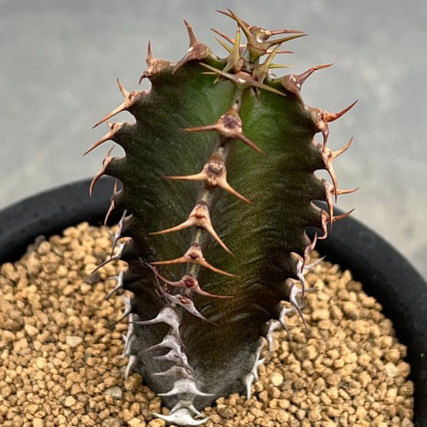 ユーフォルビア:カナリエンシス スミキリン 3号鉢植え