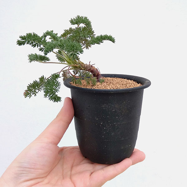 園芸ネット本店｜ぺラルゴニウム：オレオフィルム 3号鉢植え* の通販