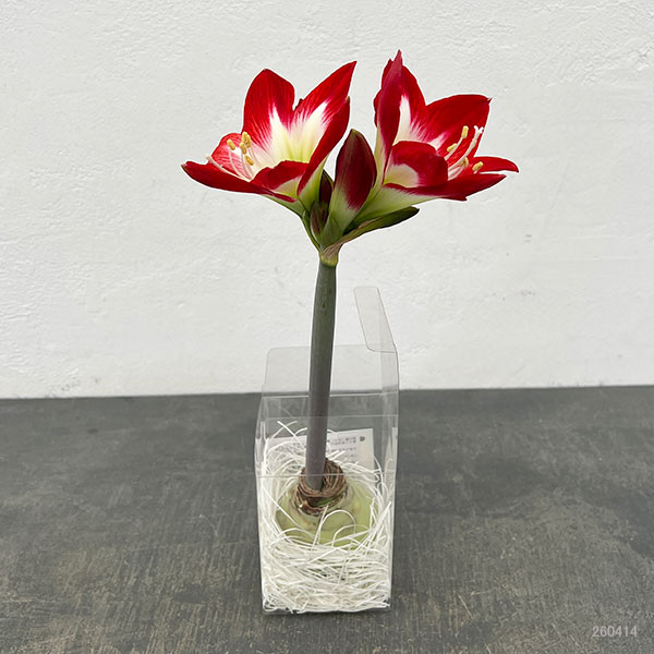 （わけあり特価）アマリリス：メイクアップアマリリス・赤白