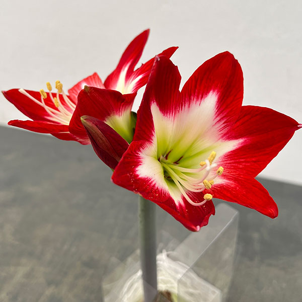 （わけあり特価）アマリリス：メイクアップアマリリス・赤白