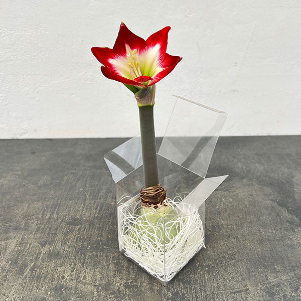 （わけあり特価）アマリリス：メイクアップアマリリス・赤白