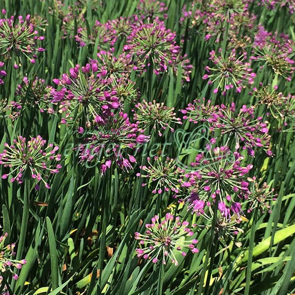 宿根アリウム：ラベンダーバブルズ　3.5号ポット