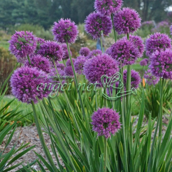 宿根アリウム：ラベンダーバブルズ　3.5号ポット