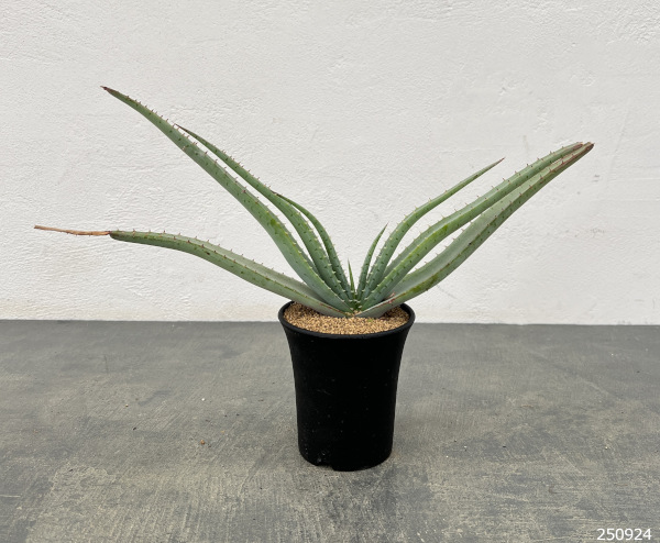 アロエ:スプラフォリアータ 3号