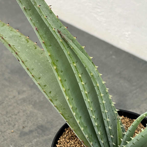 アロエ:スプラフォリアータ 3号