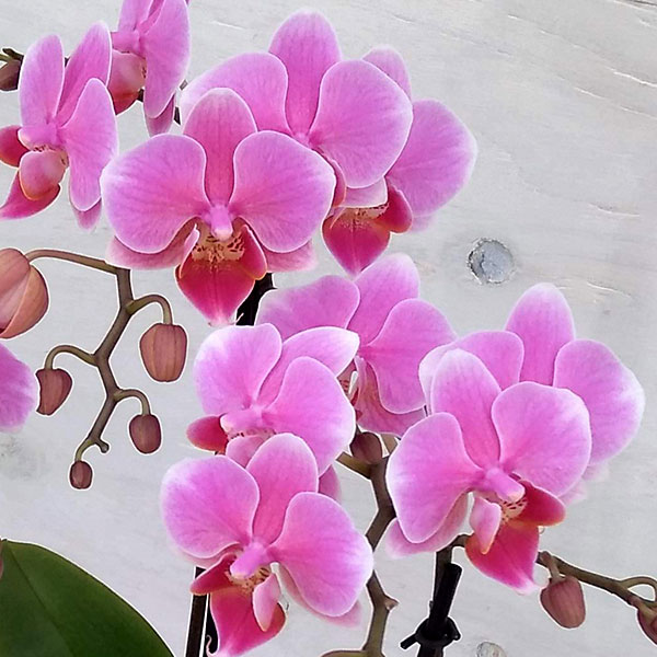 ミディコチョウラン：ビューティーシーナ　リンリン3本立ち5.5号陶器鉢植え