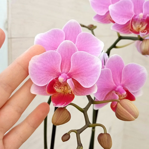 ミディコチョウラン：ビューティーシーナ　リンリン3本立ち5.5号陶器鉢植え