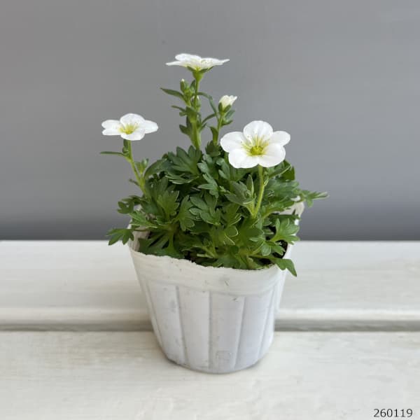 クモマグサ：ラージホワイト（大輪白花）3～ 3.5号ポット