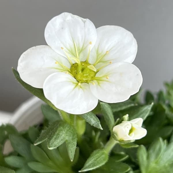 クモマグサ：ラージホワイト（大輪白花）3～ 3.5号ポット