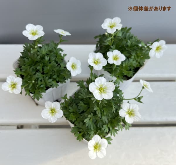 クモマグサ：ラージホワイト（大輪白花）3～ 3.5号ポット