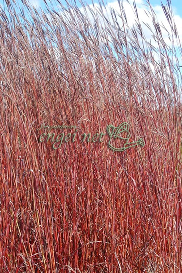 アンドロポゴン レッドシフトオクトーバー3.5号ポット