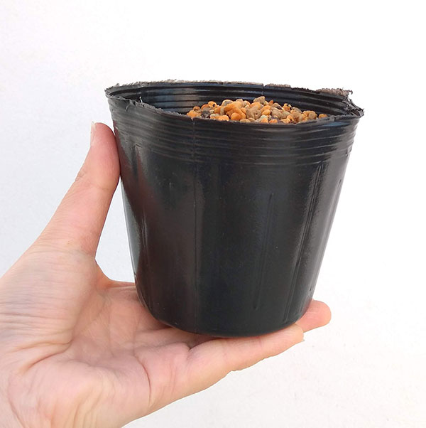 アンドロポゴン レッドシフトオクトーバー3.5号ポット