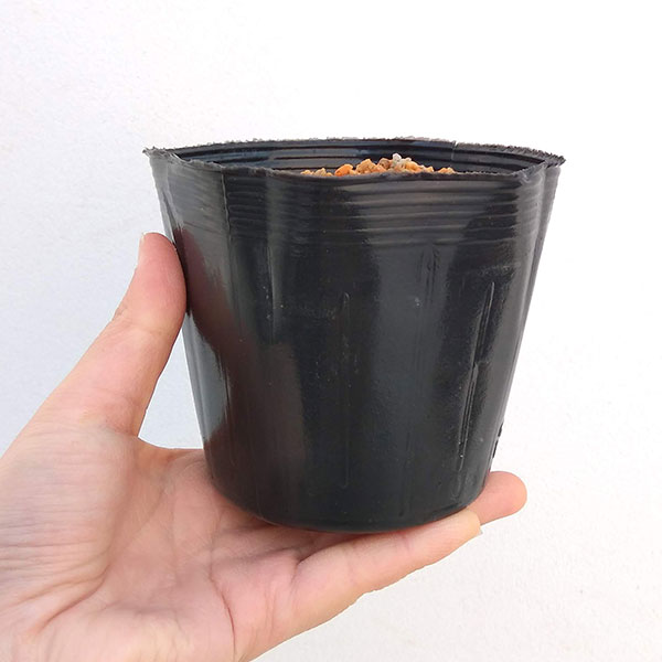 [26年6月中下旬予約]アンドロポゴン ブラックホークス3号ポット