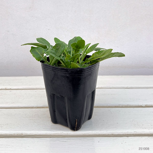 スカビオサ:ピンクッションブルー3号ポット