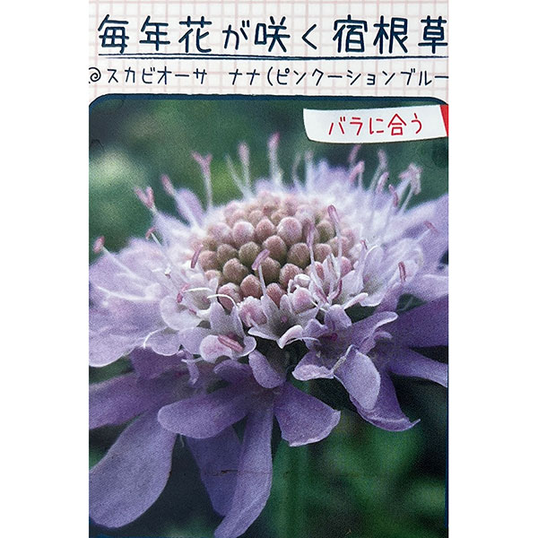 スカビオサ:ピンクッションブルー3号ポット