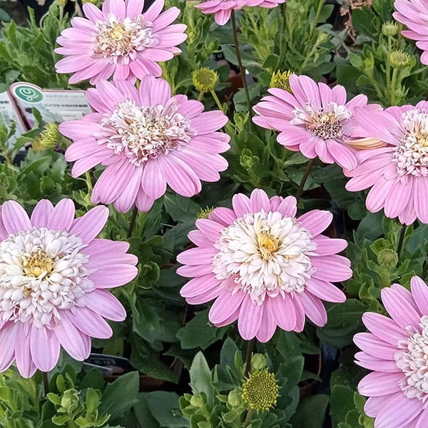 オステオスペルマム：ラグール3.5号ポット