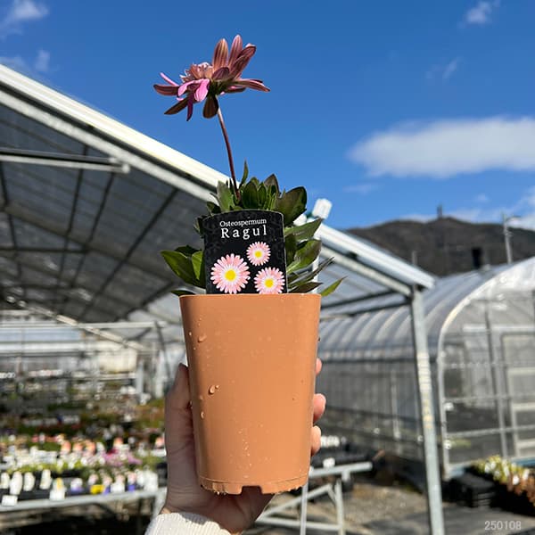 オステオスペルマム：ラグール3.5号ポット