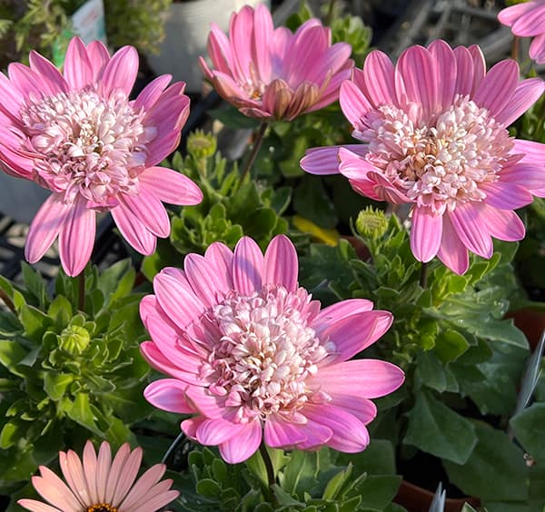 オステオスペルマム：ラグール3.5号ポット