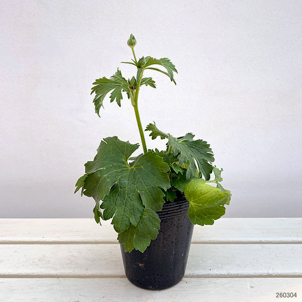 ラナンキュラス：ラックス イーシス3.5-4号ポット