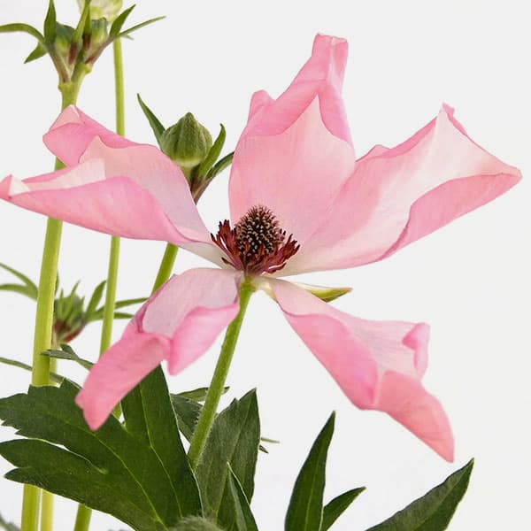 ラナンキュラス：ラックス イーシス3.5-4号ポット