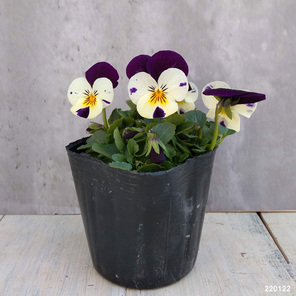 ビオラ:ソルベXP ホワイトジャンプアップ3~3.5号ポット 12株セット