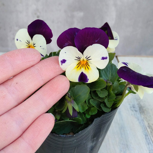 ビオラ:ソルベXP ホワイトジャンプアップ3~3.5号ポット 12株セット