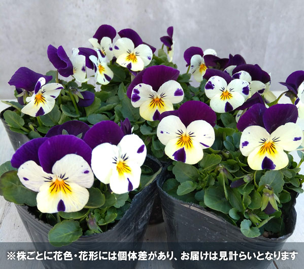 ビオラ:ソルベXP ホワイトジャンプアップ3~3.5号ポット 12株セット