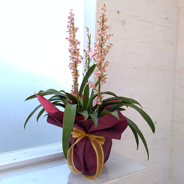 園芸ネット本店｜[ギフトに]オンシジウム：ボジョレー6号鉢植え