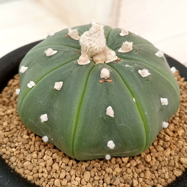 アストロフィツム：瑠璃兜 3号 の通販 | 園芸ネット