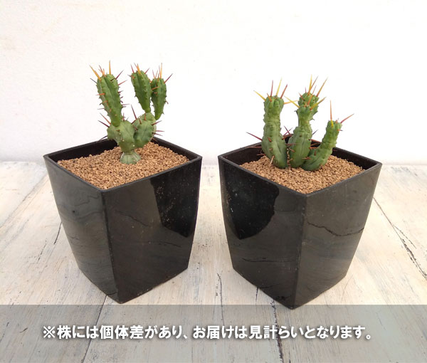 さぼてんみたいでサボテンじゃない:ユーフォルビア・エノプラ黄刺モンスト 3号