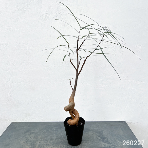 ブラキキトン（ボトルツリー）：ルペストリス　5号ロングポット