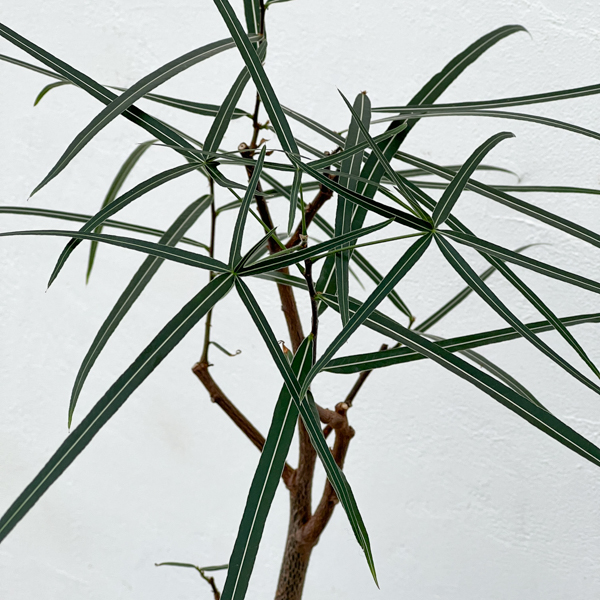 ブラキキトン（ボトルツリー）：ルペストリス　5号ロングポット