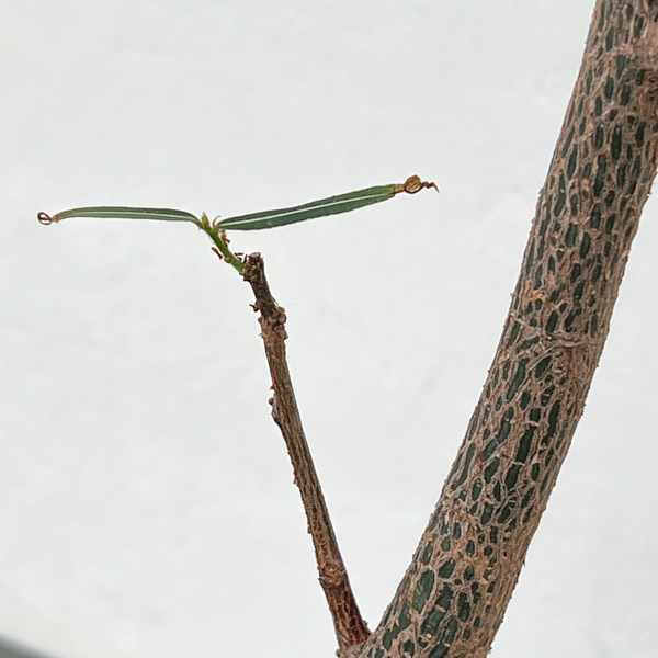 ブラキキトン（ボトルツリー）：ルペストリス　5号ロングポット