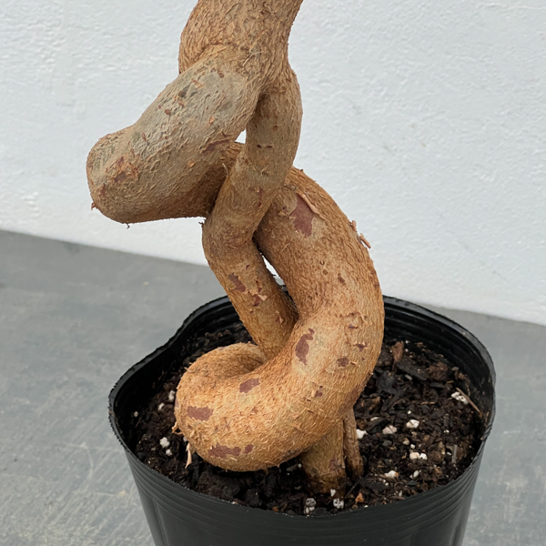 ブラキキトン（ボトルツリー）：ルペストリス　5号ロングポット