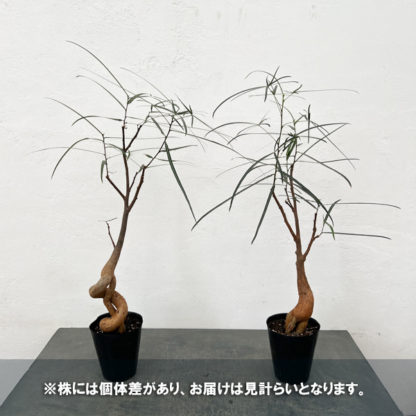 ブラキキトン（ボトルツリー）：ルペストリス　5号ロングポット